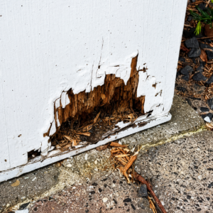Houtrot reparatie de Blaak, Tilburg